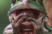 236 surprised animals, an Animal Photo by Handmadefont (Thumbnail 207 of 241)