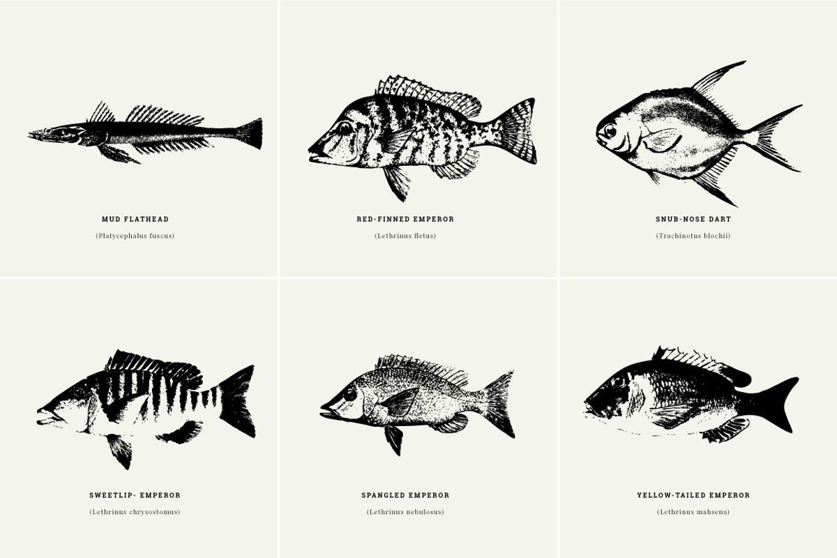 Fish Illustrations, an Object Graphic by Nomad Visuals (Photo 6 of 11)