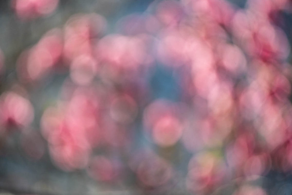 Soft Pink Bokeh Background – Dream, a Nature Photo by Silent Nature (Photo 1 of 5)