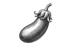 Eggplant Engraving Sketch Vector