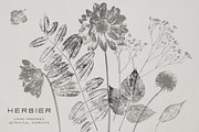 Hand-Pressed Botanical Imprints, an Object Graphic by alonahaidash (Thumbnail 2 of 13)