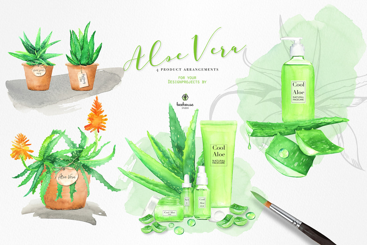 Fresh Watercolor Aloe Vera Set, a Healthcare Illustration by beehouse studio (Photo 4 of 9)