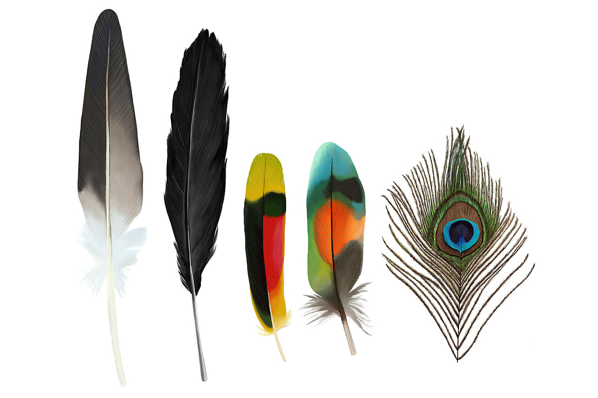 Feather Collection, an Illustration by KiNA (Photo 2 of 2)