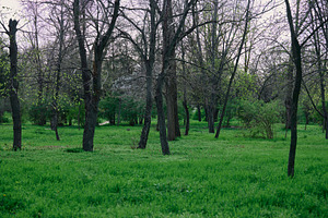 A spring park with tall, dark trees and a carpet of lush, bright, a Nature Photo by ndanko