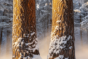 Minimalist Winter Forest in Finland, a Nature Photo by Virgo Studio