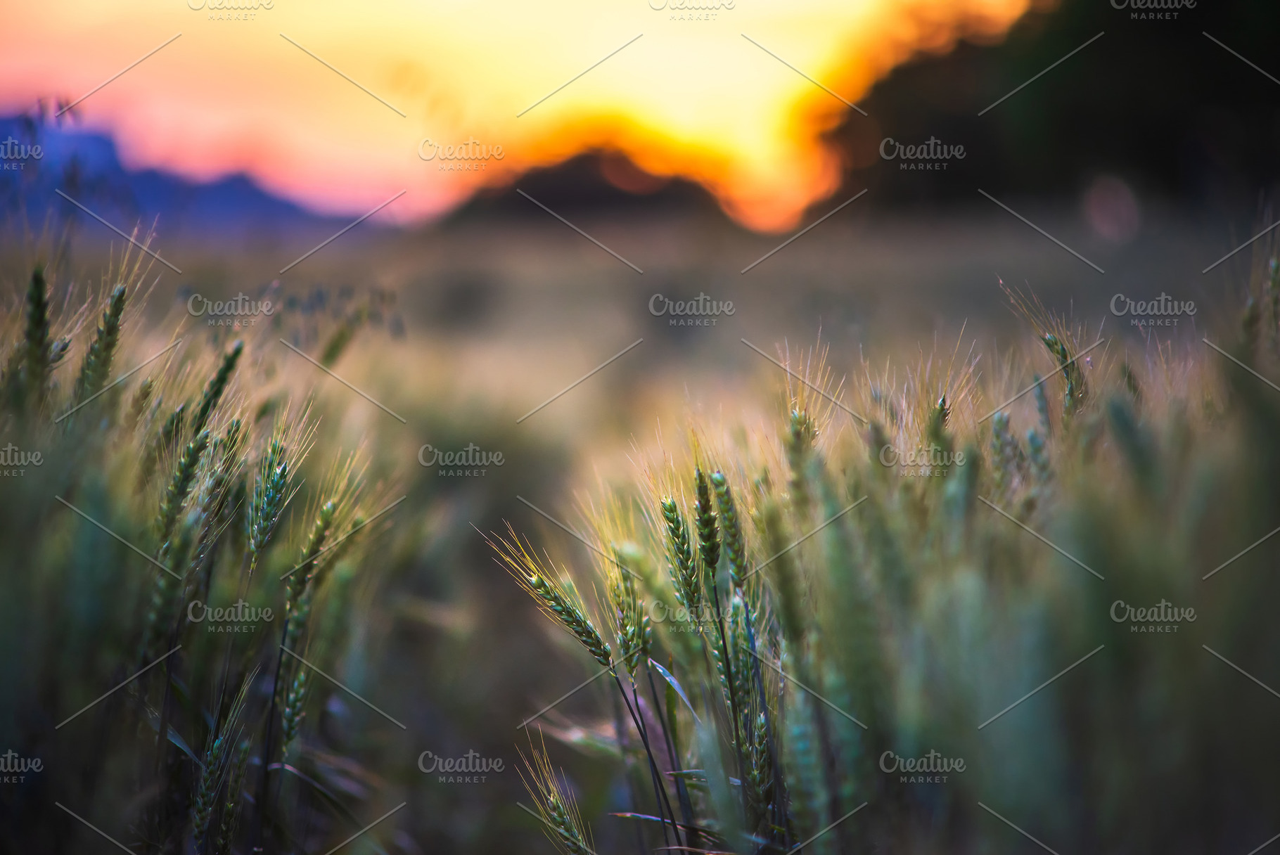 Beautiful wheat field at sunset, a Nature Photo by Mark Borbely