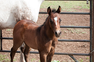 Horses containing mare, mom horse, and mom and baby horse