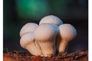 Close-up of a spiky white mushroom, an Animal Photo by Lukas Jonaitis SHOP