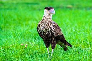 Crested caracara falcon on green, an Animal Photo by Leonid Andronov