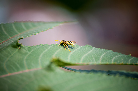 Bee on leaf
