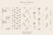Plants & Flowers Collection, a Decorative Illustration by Sinclair Creative Agency (Thumbnail 8 of 8)