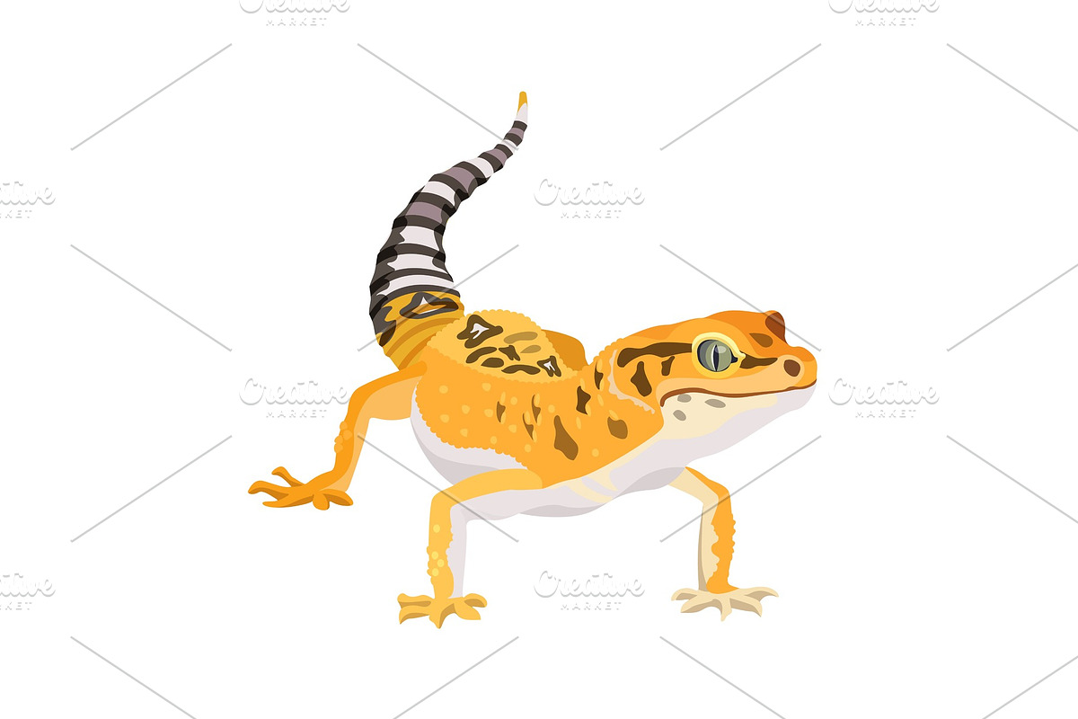 Gecko lizard animal. Reptile in, an Animal Illustration by Shanvood art