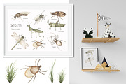 Watercolor Insects Life Cycle, an Education Illustration by MayaNavits (Thumbnail 12 of 18)