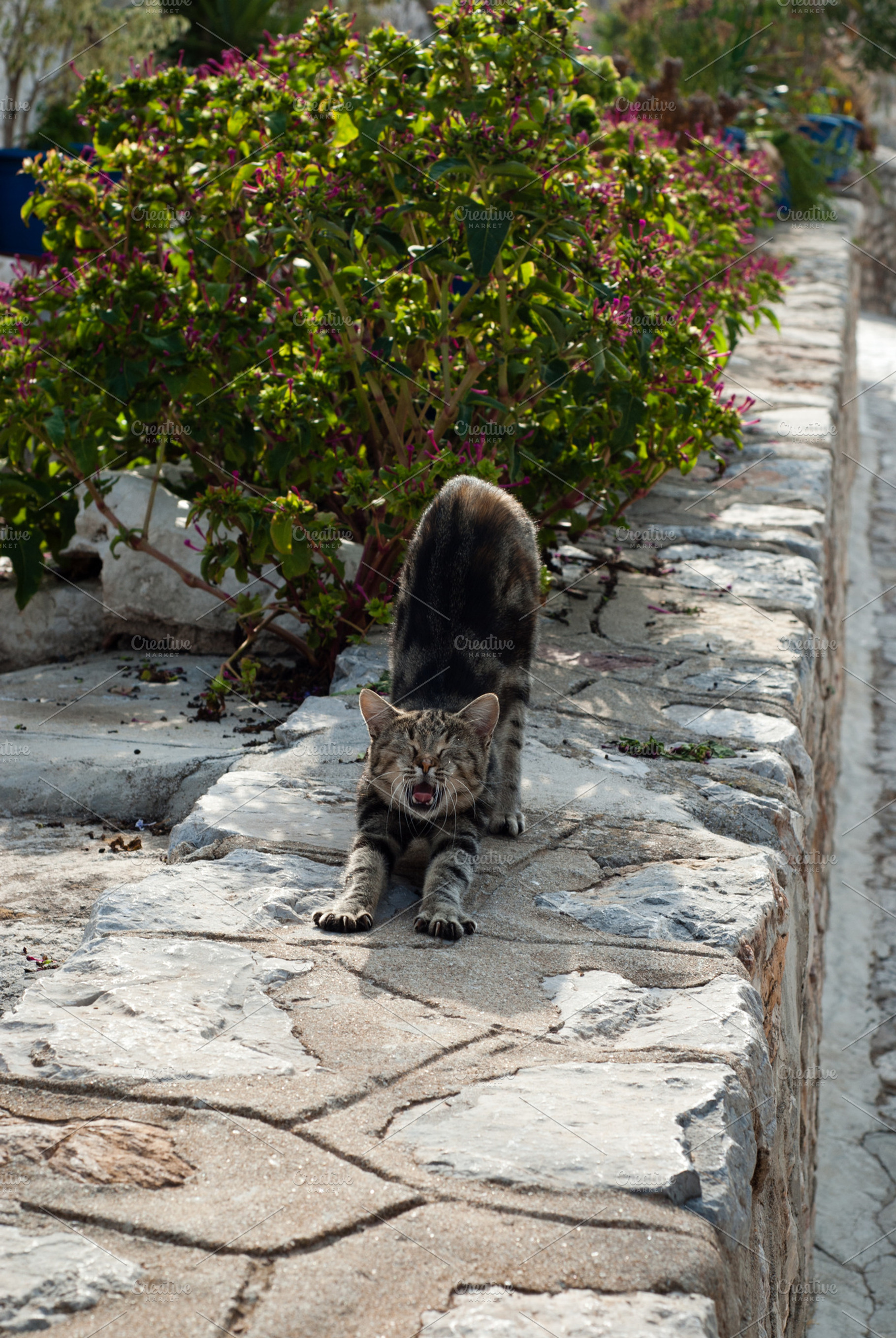 Yoga Cat