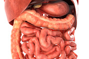 Human internal organs, a Characters & Person 3D Model by konstantin.ermolaev (Thumbnail 12 of 46)
