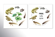 Frog Life Cycle, an Animal Illustration by Daria Ustiugova (Thumbnail 5 of 6)