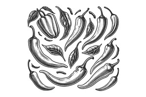 Chili Peppers engraving sketch, a Food Illustration by AlexArt