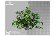 81 Farm Plants Photo Overlays, a Nature Photo by KenScape (Thumbnail 2 of 3)