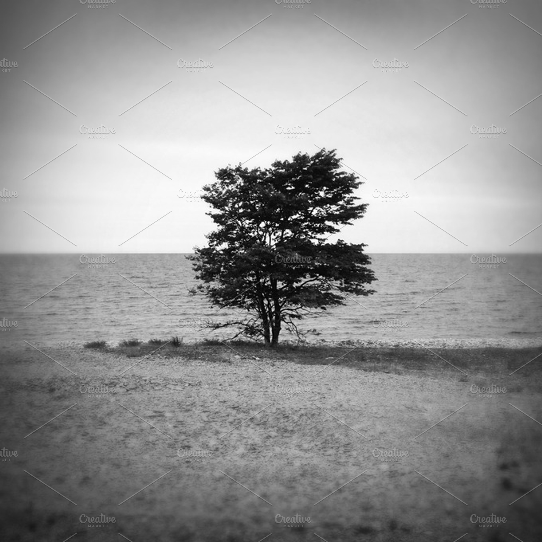 The Lonely Tree Containing Tree Horizon And Bw