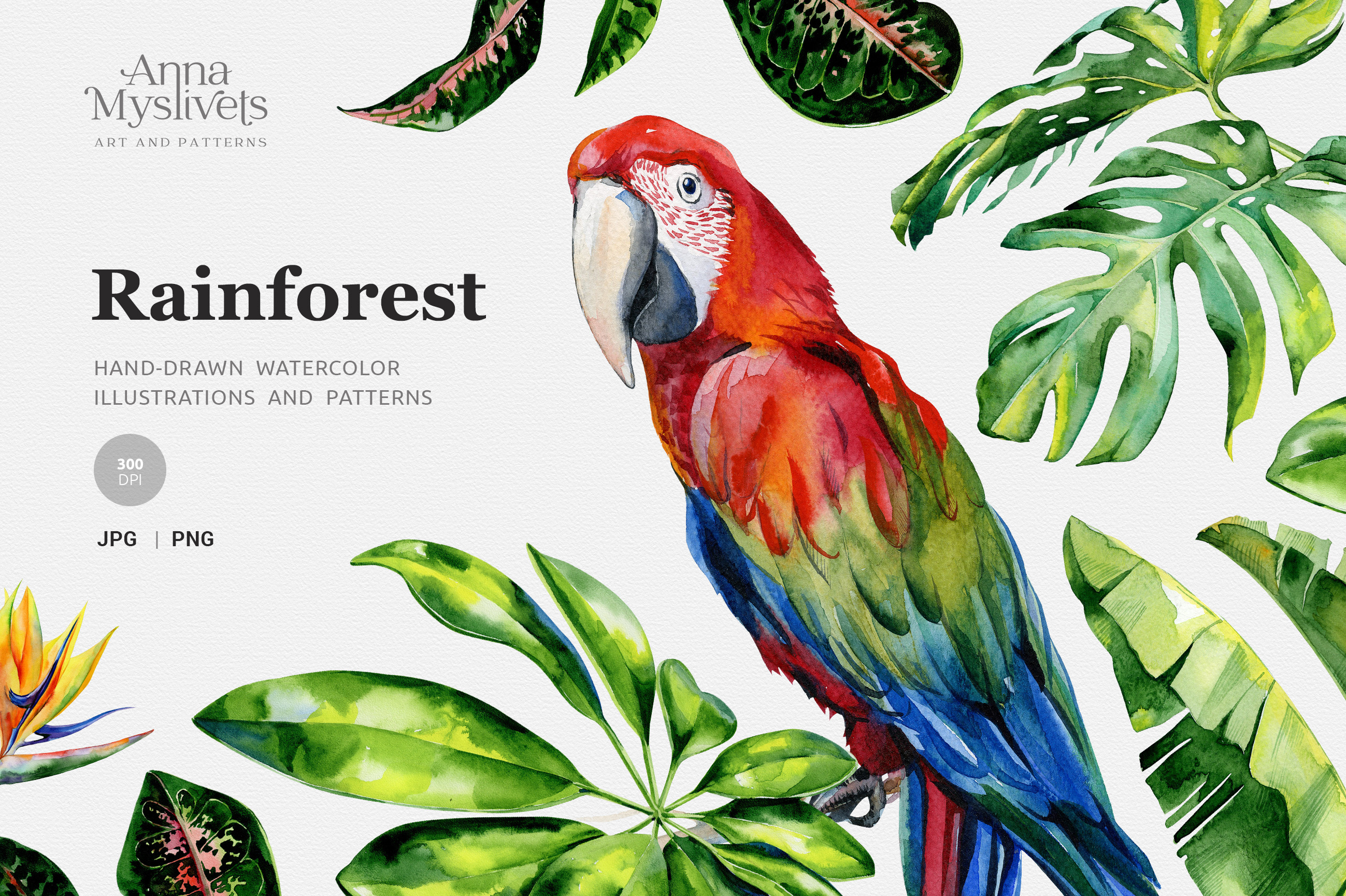 Rainforest illustrations, an Illustration by Anna Myslivets Art