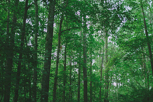 Into the Trees