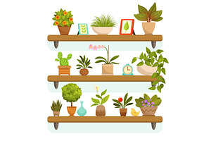 Home Plants And Decorative Flowers In Pots, Standing On The Shelves