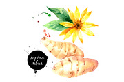 Watercolor Superfood Vector Set, a Food Illustration by Elena Pimonova (Thumbnail 3 of 5)