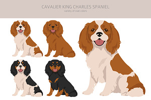 Cavalier King Charles Spaniel