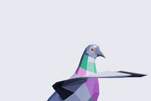 Pigeon