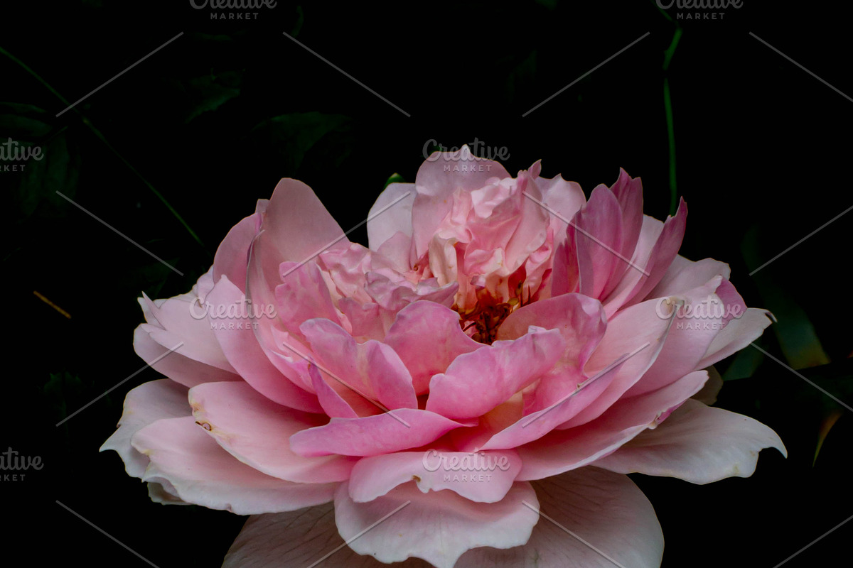 Wedgwood Rose #1, a Nature Photo by M.Pellot Photography (Photo 1 of 2)