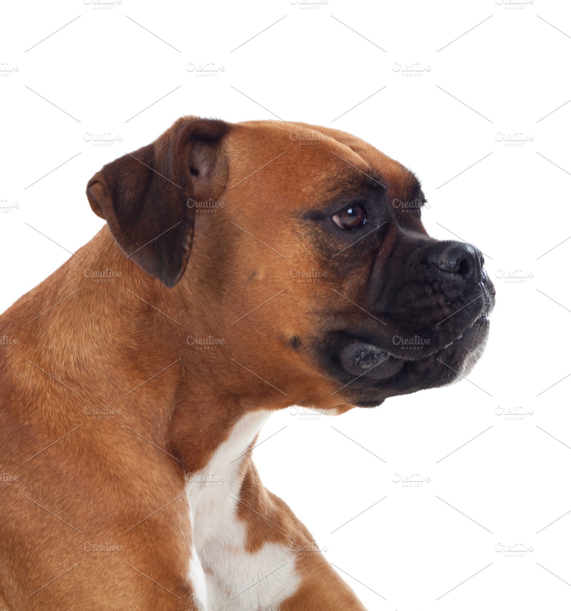 Cute pet stock photo containing dog and boxer, an Animal Photo by José Manuel Gelpi