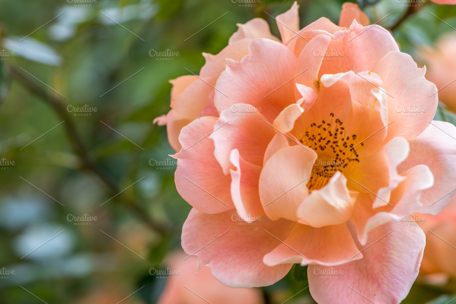 Orange rose blossom, a Nature Photo by ChristianThür Photography