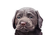 Dogs Cross Breeds 56 Animals Bundle, an Animal Illustration by Dneprstock (Thumbnail 52 of 55)