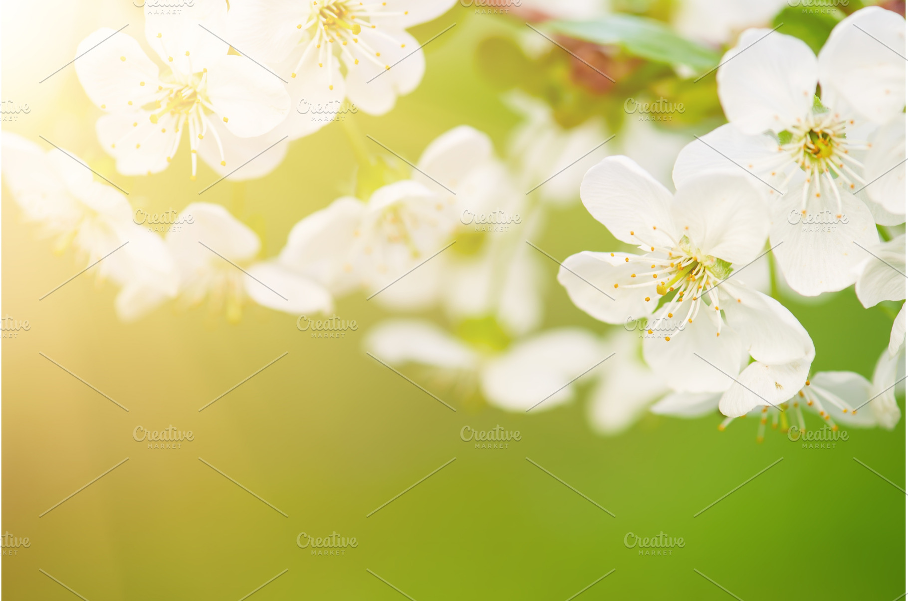 Cherry flowers frame, a Nature Photo by Nature and travel