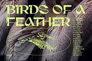 Gunter Display Font, a Sans Serif Font by That That Creative (Thumbnail 5 of 20)