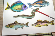 Watercolor Fish Clipart (big set), a Decorative Illustration by Sunshine Art Shop (Thumbnail 12 of 13)