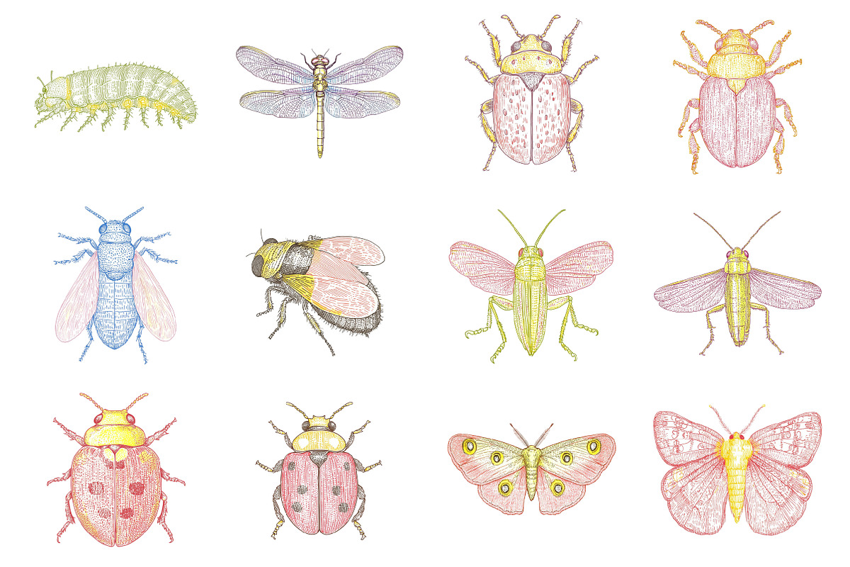 Hand Drawn Insects and Bugs Clipart, a Seasonal Illustration by CitraGraphics (Photo 2 of 6)