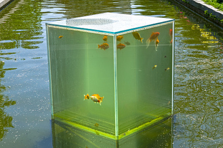 An unusual aquarium - a bottomless glass cube on the surface of