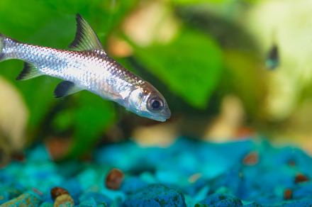 Bala shark fish, an Animal Photo by Vapi
