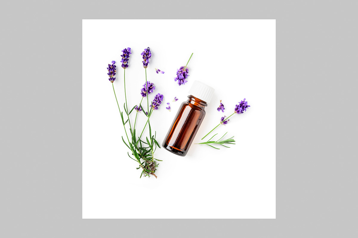 Lavender Herb Photo Pack, a Nature Photo by ifiStudio (Photo 6 of 14)