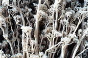 72 Microscopic Fungi Backgrounds, a Background Graphic by h.utomo (Thumbnail 71 of 72)
