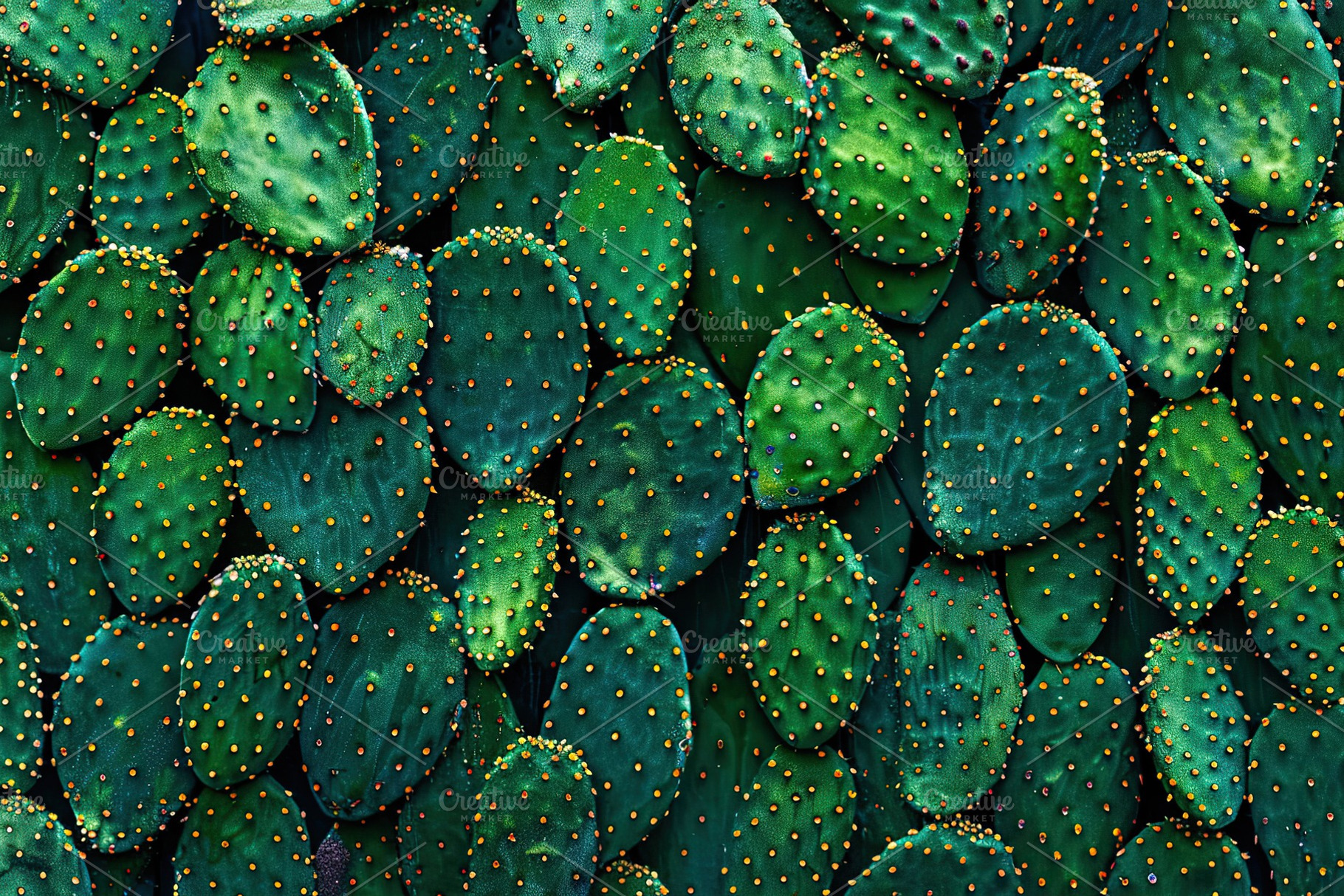 Green cactus plant background, a Background Photo by AlyaAnd