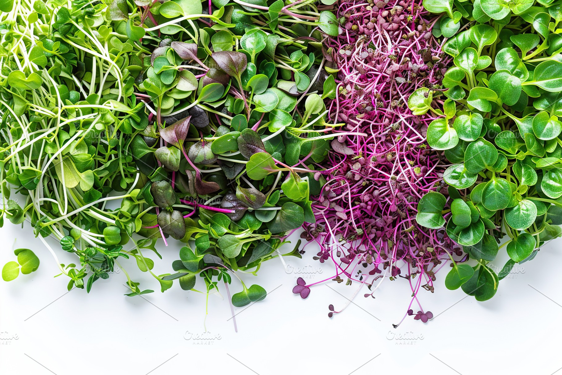 Different fresh microgreens on white background, a Food & Drink Photo by AlyaAnd
