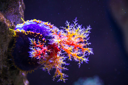 Colorful soft coral close-up view in ocean, an Animal Photo by GoodGoods