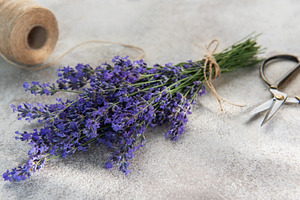 Fresh lavender bunch with scissors and twine preparing, a Health & Medical Photo by Olena Rudo