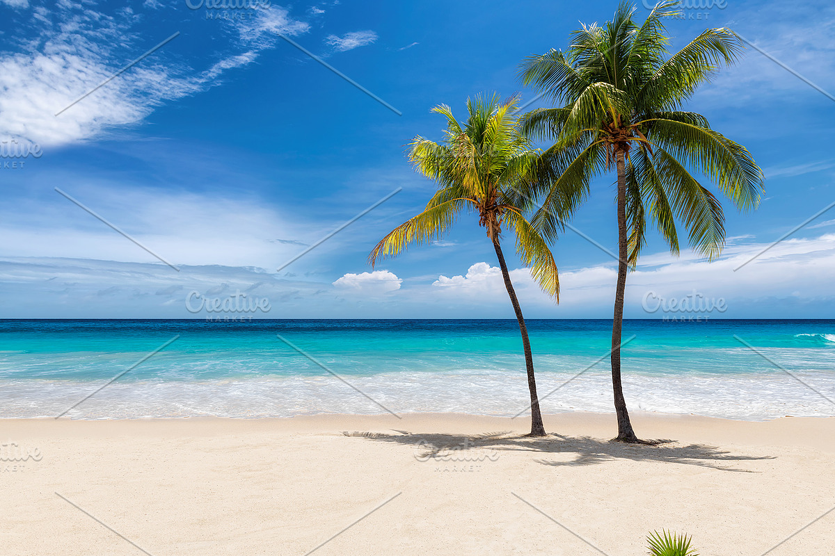 Sandy beach and coco palms featuring beach, palm, and sea, a Nature Photo by Lucky Photographer (Photo 1 of 2)
