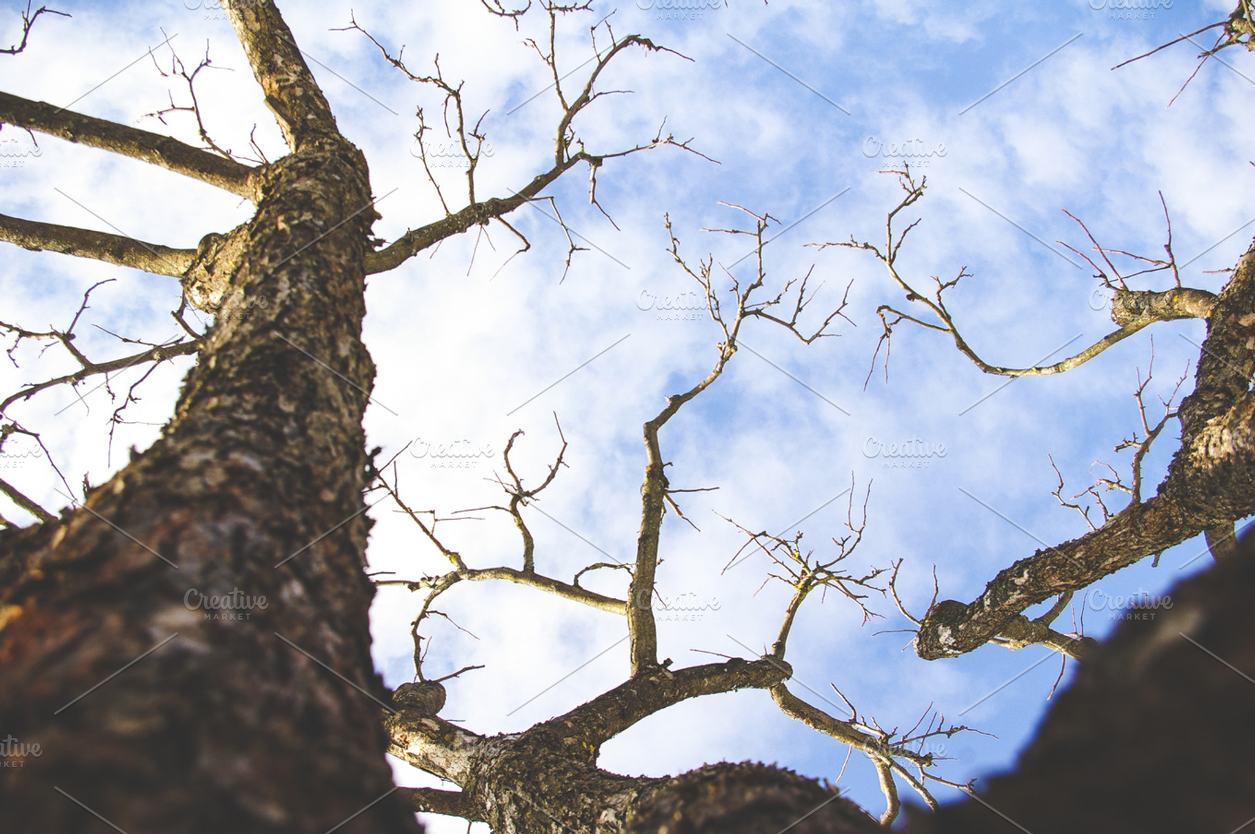 Tree 2