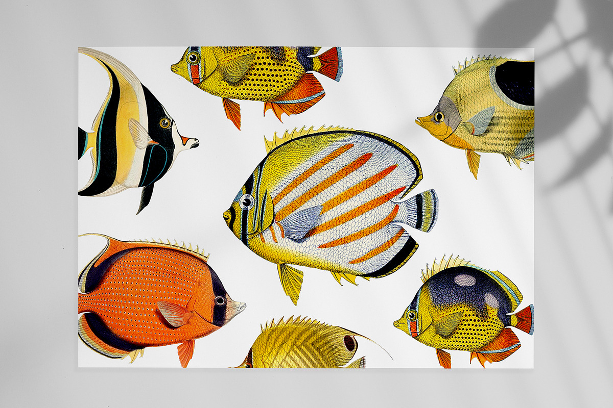Vintage tropical fish illustrations, an Animal Illustration by Natalka Dmitrova art (Photo 4 of 12)