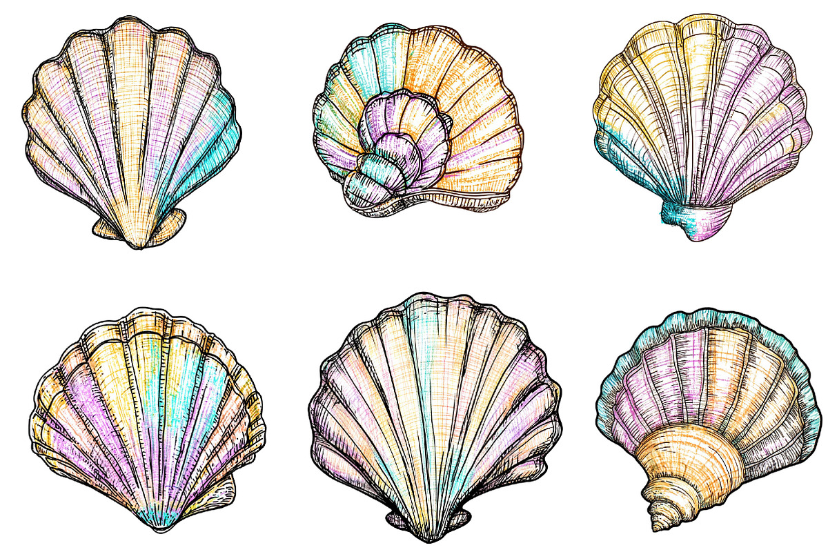 Hand Drawn Seashell Clipart, an Illustration by Designking (Photo 4 of 5)