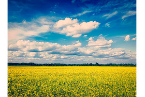 Spring summer background - canola, a Nature Photo by f9photos
